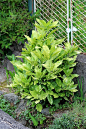 日本月桂或日本Aucuba常绿灌木植物，叶子茂盛，绿叶有金黄色斑点，生长在篱笆旁