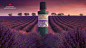 Caplang Eucalyptus Aromatherapy Key Visual Editorial