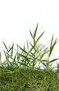 小草