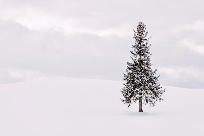 《冬季美瑛町那颗孤独的圣诞树》
冬天的北...