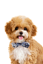 BgSub_clipboard
