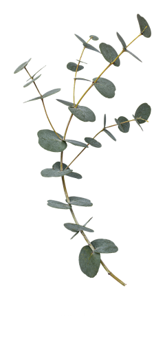大圣中的战斗菊采集到PNG各种漂浮物