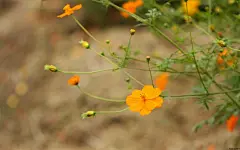 墨西哥大波斯菊图片桌面壁纸2