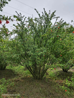 顾慕兰采集到植物品种