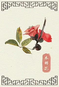 【阿昕细腻的手绘作品—— 关于自然和花朵的写真】—— 木棉花