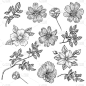 花、叶、枝。植物元素集。手绘。黑色雕刻，图形，线条艺术
