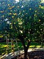 Lemon tree in the backyard | Lovely Lemony Lemons and Lemon Trees