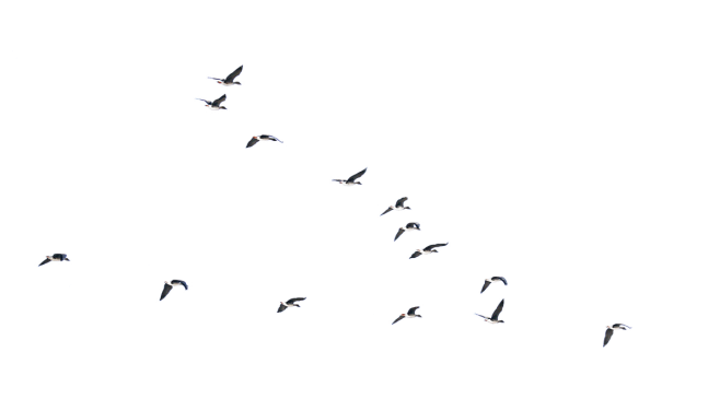 素材