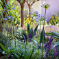 Beautiful plants, Agapanthus, Salvia among others