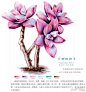 两幅简单易学的多肉彩铅绘画步骤分享#绘画##彩铅教程##我爱彩铅画##彩铅#