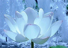 醉悠然采集到禅 茶
