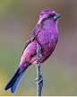 Best bird pictures on Instagram: “Follow @dailybirdshow for awesome birds ❤️ Pink browed Rose Finch by @sarwandeep.singh . . #your_best_birds #bestbirdshots…”