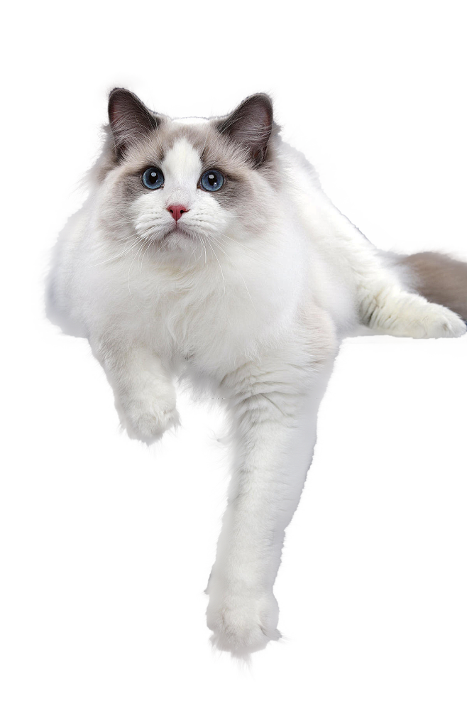 布偶猫 png猫