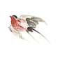 中国风古风水彩手绘燕子鸟透明免抠PNG图案 PS合成设计素材 (163)