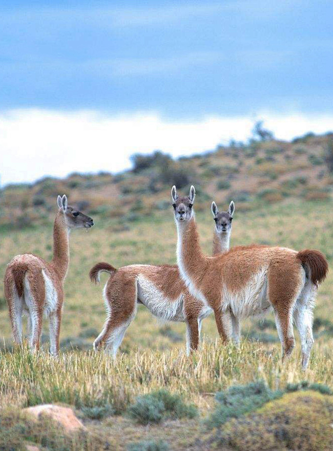 偶蹄目胼足亚目骆驼科骆马