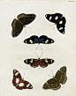 Pieter Cramer Butterflies 1775