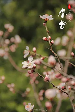 春分，是二十四节气之一，春季第四个节气。春分的意义，一是指一天时间白天黑夜平分，各为12小时；二是古时以立春至立夏为春季，春分正当春季3个月之中，平分了春季。春分后，气候温和，雨水充沛，阳光明媚。春分时节，中国民间有放风筝、吃春菜、立蛋等风俗。