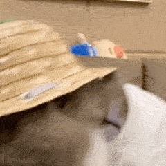 网红猫咪 | 土豆表情包 第十六弹_猫子