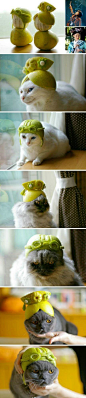 柚子猫咪