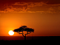 肯尼亚的马赛马拉日落。野生动物园