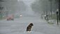 在大雨中等待主人的狗狗.你忍心看可爱的狗狗在大雨中马路上这样等你吗?