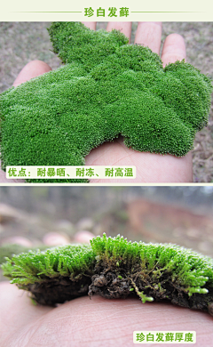 fiHBdqIT采集到苔藓