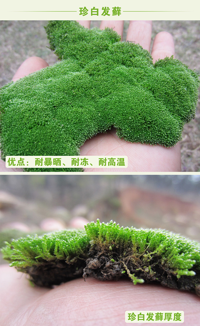 星星白发短绒苔藓微景观 批发活苔藓植物野...
