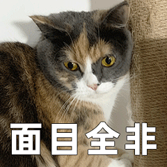 猫咪 怂 表情包01