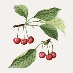 CHEERY手绘卡通樱桃车厘子水果插画元素 壁纸AI矢量LOGO图案素材 (12)
