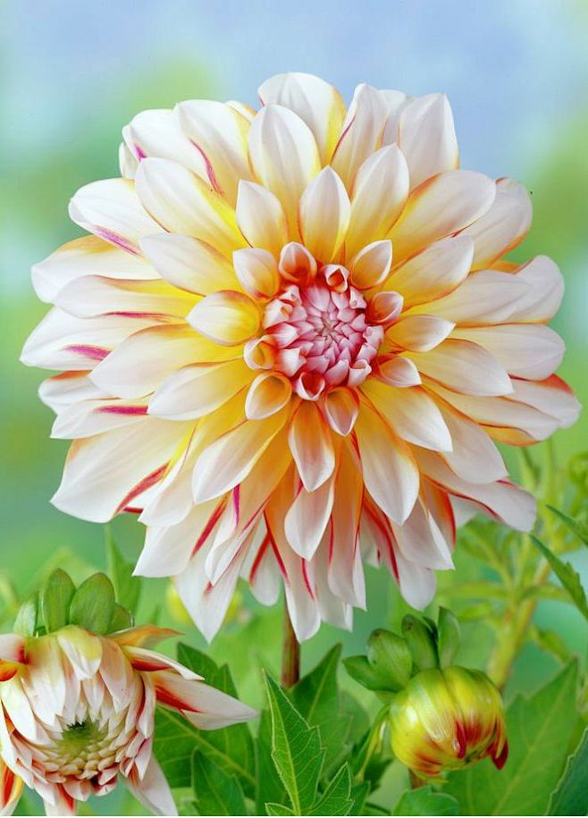 Dahlia 'Caribbean Fa...