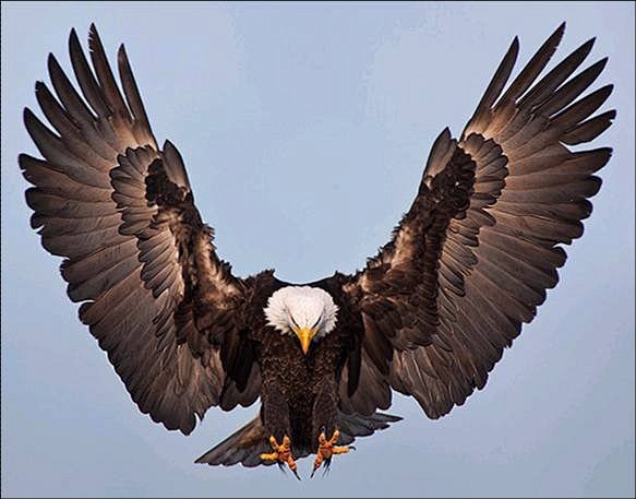 和两个翅膀and爪子还有因为是剪贴希望老鹰的地方