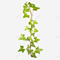 绿藤 草本植物 元素 免抠png 设计图片 免费下载 页面网页 平面电商 创意素材