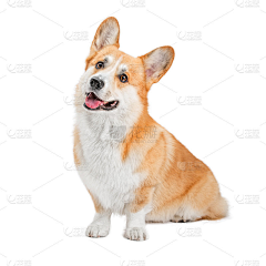 NanaKrish采集到Corgy