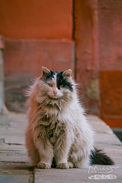 呜呼呼^_^采集到小猫猫