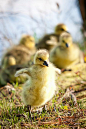 Ducklings: 