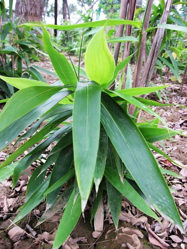 禾本科 箬竹 拉丁学名：Indocalamus tessellatus (munro) Keng f. 箬竹叶、笋及产品，药用价值高，对癌症 ...