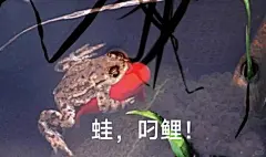 锦鲤表情包