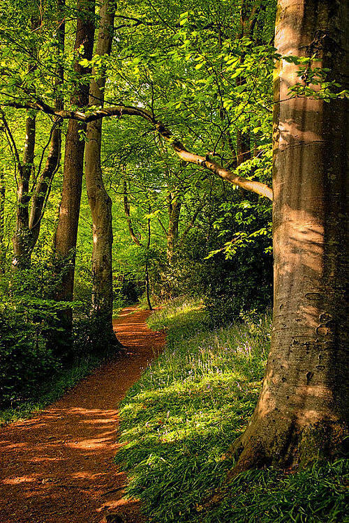 Wayford Woods, Somer...