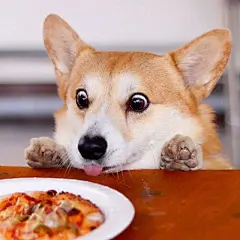 发现一只行走的表情包！  | ins：genthecorgi ​​​​