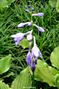 紫玉簪（学名：Hosta albo-marginata (Hook.) Ohwi）是天门冬科，玉簪属多年生草本植物，根状茎，叶片狭椭圆形或卵状椭圆形，先端渐尖或急尖，基部钝圆或近楔形，花葶高可达60厘米，数朵花；苞片近宽披针形，膜质；花单生，盛开时从花被管向上逐渐扩大，紫色；8-9月开花。