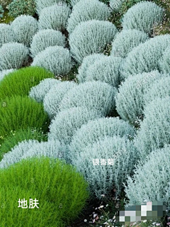 yvonnefeng采集到灰调植物及搭配