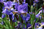 蓝紫色的鸢尾花