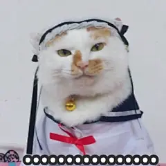 ....无语 - 一组花脸猫咪表情包_猫咪_猫咪表情