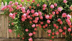 旅途那麼漫長๑♥๑、美景、旅行、生活、小清新、时光、繁花似锦、壁纸、大图、Rose、玫瑰、花、鲜花