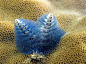 蓝色圣诞树珊瑚蠕虫http://url.cn/3Cz2iA