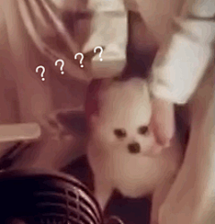 朱一龙#朱一龙温柔的力量# 朱一龙你干嘛呢？怎么这么皮呢狗狗都被你撸懵了。编辑一下感谢p6表情包制作者@KiKiKiNiKo 解解@朱一龙 ​​​​
