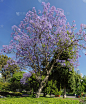 紫薇科树,植物学,家庭,垂直画幅,地形,无人,木兰纲,常绿植物,丁香花