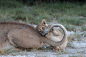 500px / Photo "Mom's tail" by Paolo Maffioletti