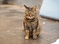 点击来源直接获取大图文件 |Portrait of a grey striped cat sit on ground and stare at camera, alert expression.