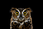 GreatHornedOwl3.jpg (940×641)